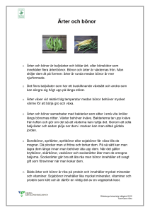 Ärter och bönor - Göteborgs botaniska trädgård
