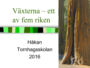 Växterna – ett av fem riken