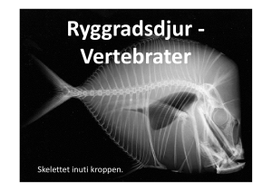 Skelettet inuti kroppen.