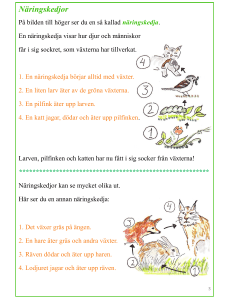 Näringskedjor: Arbetsblad för mellanstadiet