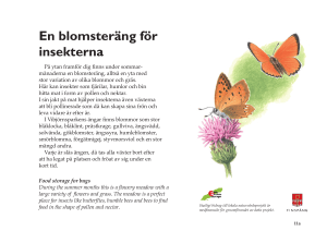 En blomsteräng för insekterna