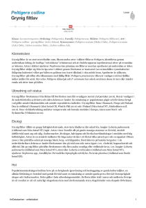 Peltigera collina - grynig filtlav - 229504