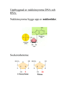 Uppbyggnad av nukleinsyrorna DNA och RNA