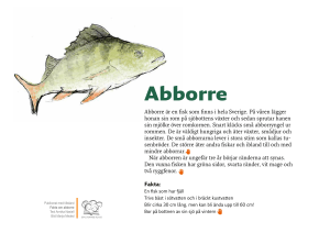 Abborre