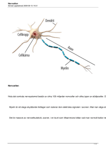 Nervcellen Hela det centrala nervsystemet består av cirka 100