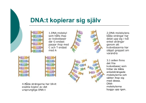 DNA:t kopierar sig själv