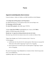 Sköldpaddor: