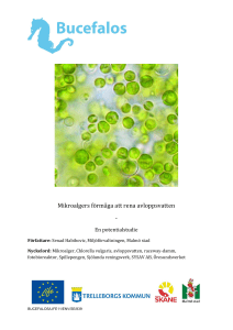 Mikroalgers förmåga att rena avloppsvatten