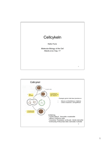 Cellcykeln