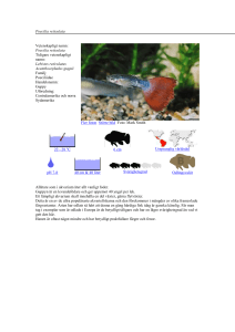 Guppy - Zoonen.com