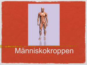Människokroppen