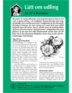 Perenner