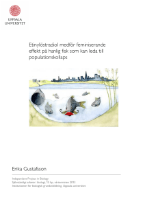 Etinylöstradiol medför feminiserande effekt på hanlig fisk som kan