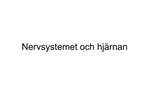 Nervsystemet och hjärnan