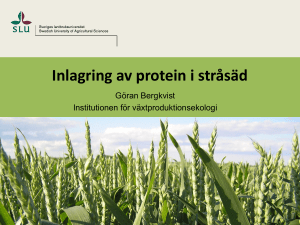 Inlagring av protein i stråsäd
