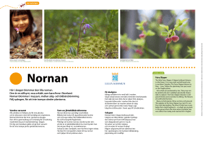 Här i skogen blommar den lilla nornan. Den är en