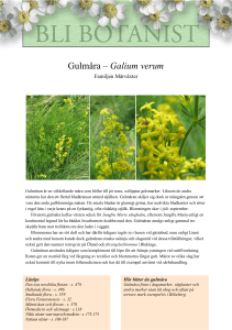Gulmåra – Galium verum