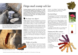 Färga med svamp och lav - Nationellt resurscentrum för biologi och