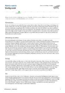 Natrix natrix - vanlig snok - 100088