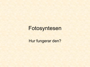 Fotosyntesen