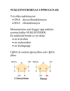 nukleinsyrornas uppbyggnad