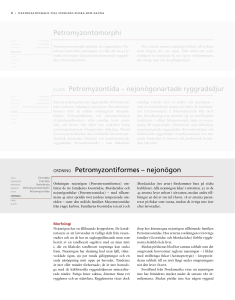 Petromyzontomorphi KLASS Petromyzontida – nejonögonartade
