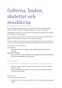 Cellerna, huden, skelettet och musklerna