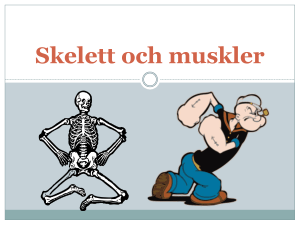 Skelett och muskler