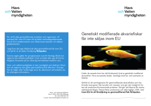 Genetiskt modifierade akvariefiskar får inte säljas inom EU