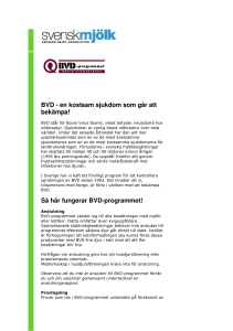 BVD - en kostsam sjukdom som går att bekämpa! Så här fungerar