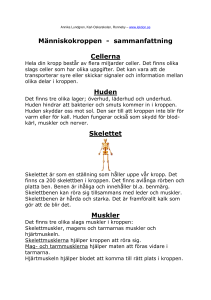 Människokroppen - sammanfattning Cellerna Huden