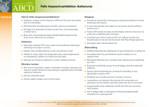 Felin herpesvirusinfektion (kattsnuva)