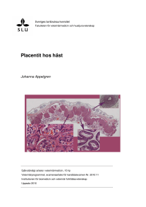 Placentit hos häst