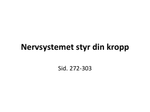 nervsystemet styr din kropp pp