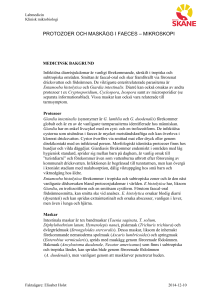 protozoer och maskägg i faeces – mikroskopi