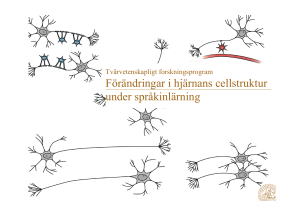 Förändringar i hjärnans cellstruktur under språkinlärning