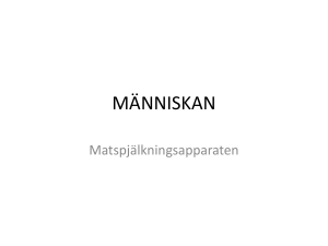 Matspjälkningsapparaten