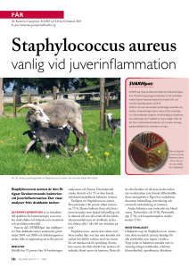 Staphylococcus aureus