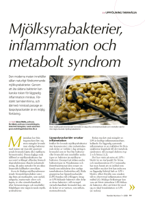 Mjölksyrabakterier, inflammation och metabolt