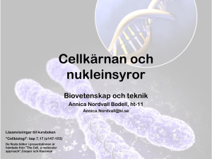 Cellkärnan och nukleinsyror