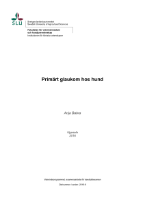 Primärt glaukom hos hund