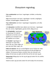 Ekosystem regnskog