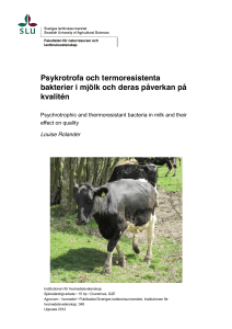 Psykrotrofa och termoresistenta bakterier i mjölk och deras