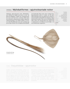spjutrockor ORDNING Myliobatiformes