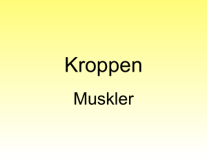 kroppen-muskler