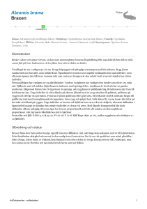 Abramis brama - braxen - 206118