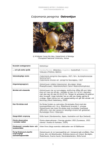 Colpomenia peregrina - Främmande arter i svenska hav