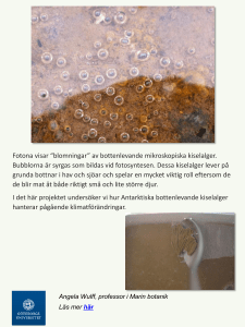 Fotona visar “blomningar” av bottenlevande mikroskopiska