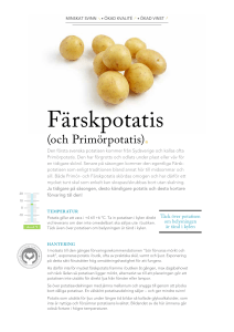 Potatis