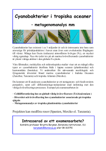 Cyanobakterier i tropiska oceaner